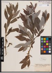 Foto von Salix discolor Muhl.